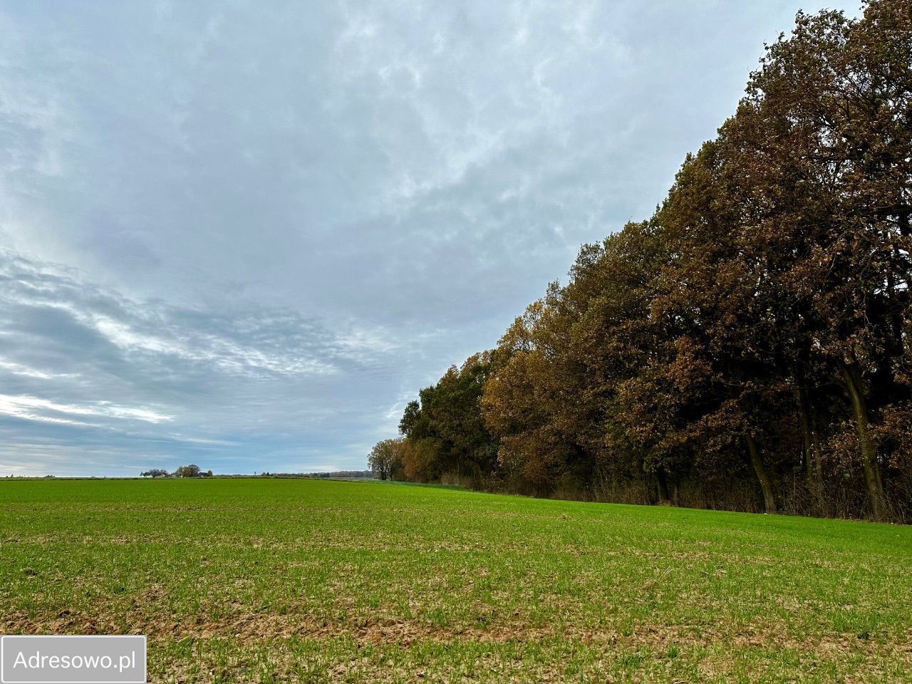 Działka Kolonia Kiełczewice Dolne. Zdjęcie 3