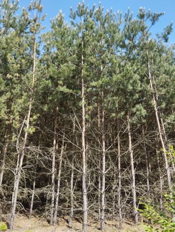 Działka leśna Jamno. Zdjęcie 1