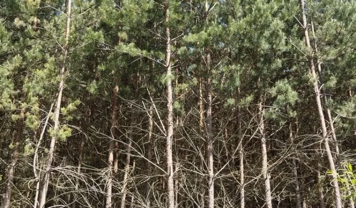 Działka leśna Jamno