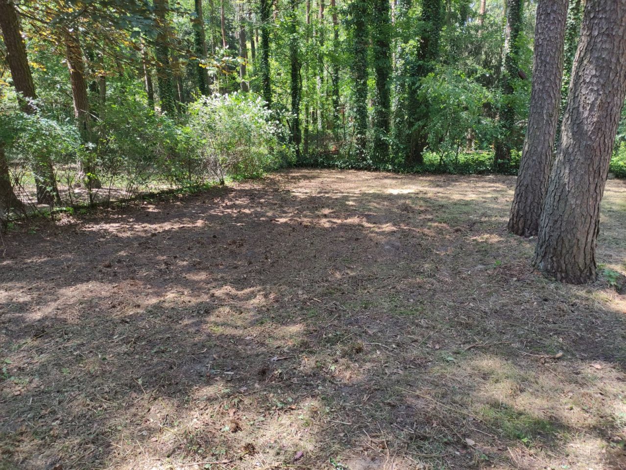 Działka budowlana Sokolniki-Las, ul. Adama Mickiewicza. Zdjęcie 10