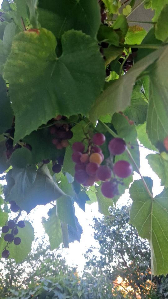 Mieszkanie 3-pokojowe Mysiadło. Zdjęcie 14