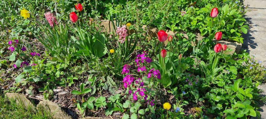 Działka rod Gdańsk Stogi, ul. Ugory. Zdjęcie 5