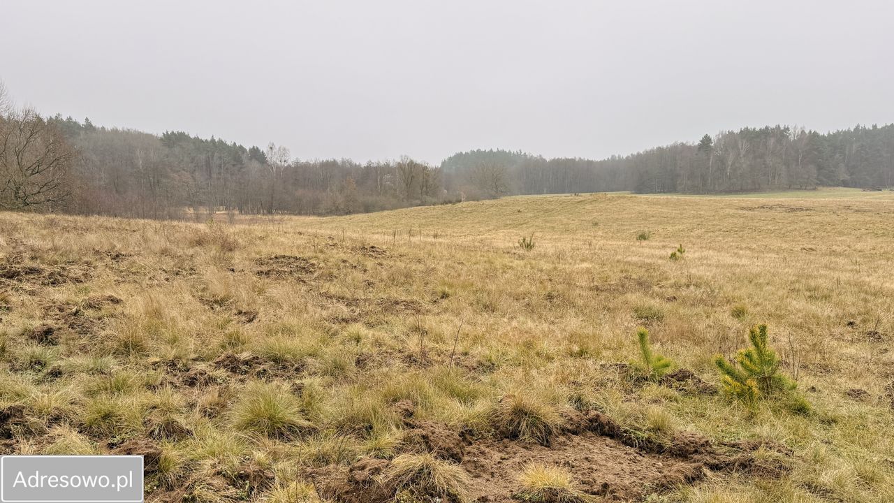 Działka rolna Przydargiń. Zdjęcie 5