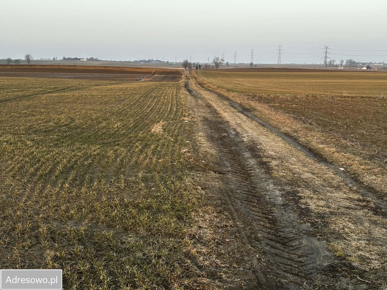 Działka rolna Trzebcz Królewski. Zdjęcie 5