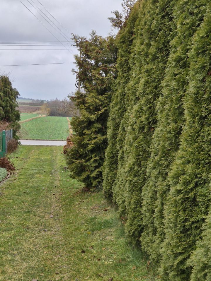 siedlisko, 6 pokoi Ksawerówka. Zdjęcie 5