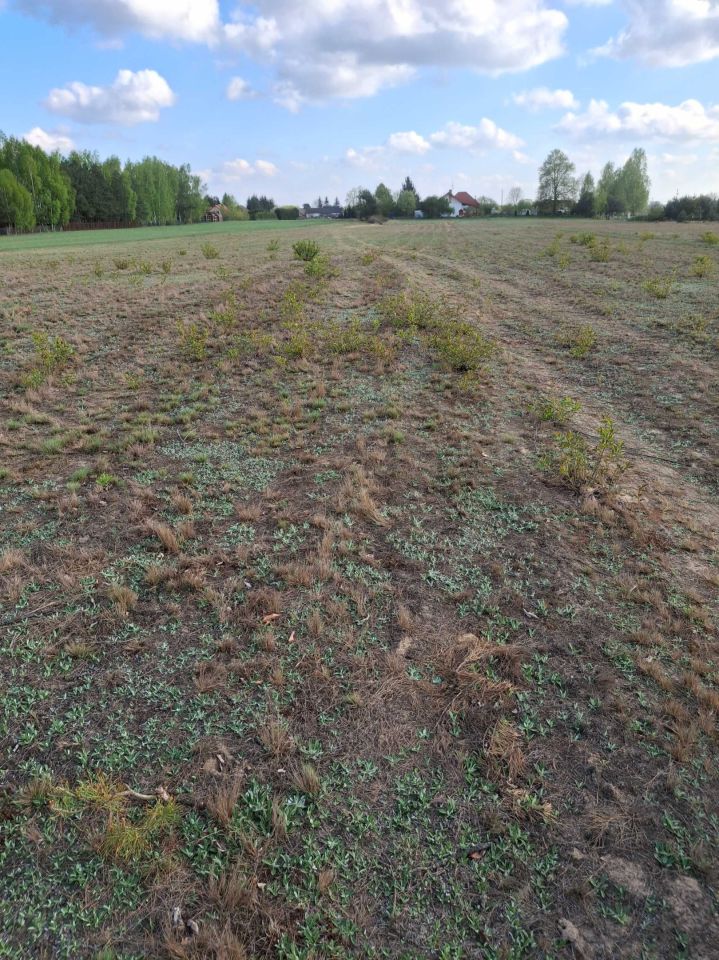 Działka rolno-budowlana Kazimierzów. Zdjęcie 5
