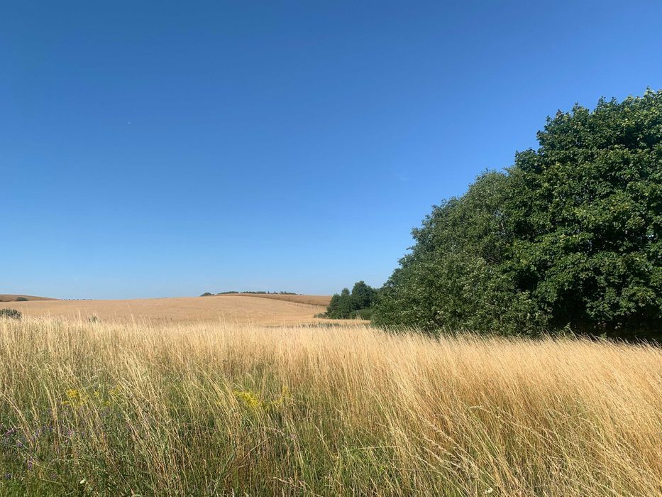 Działka rolno-budowlana Rydzewo, ul. Brzozowa. Zdjęcie 5