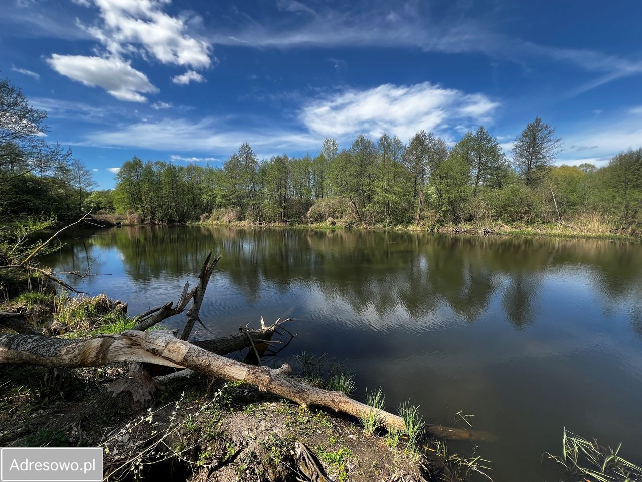 Działka leśna Wilków Polski. Zdjęcie 4