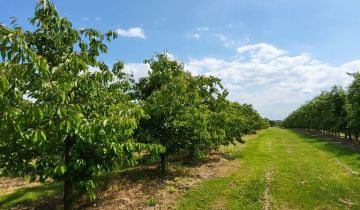 Działka rolna Stefanków