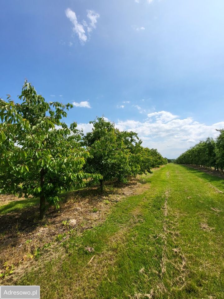 Działka rolna Stefanków. Zdjęcie 2