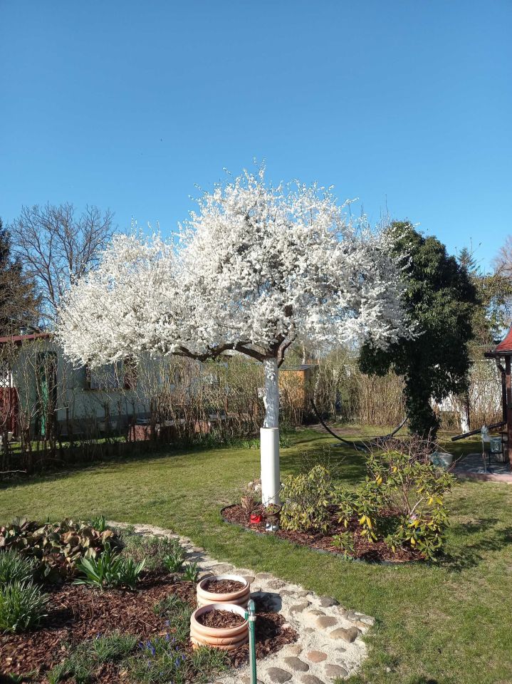 Działka rod Świdnica. Zdjęcie 7