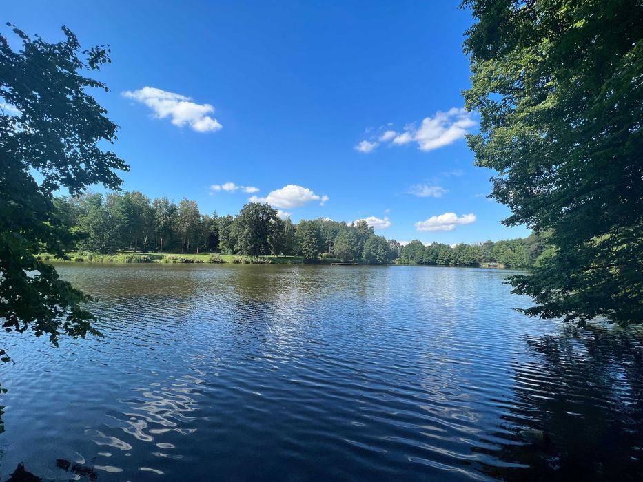 Działka leśna Rochna. Zdjęcie 5