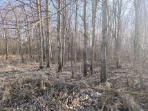 Działka rolna Piegłowo-Kolonia. Zdjęcie 2