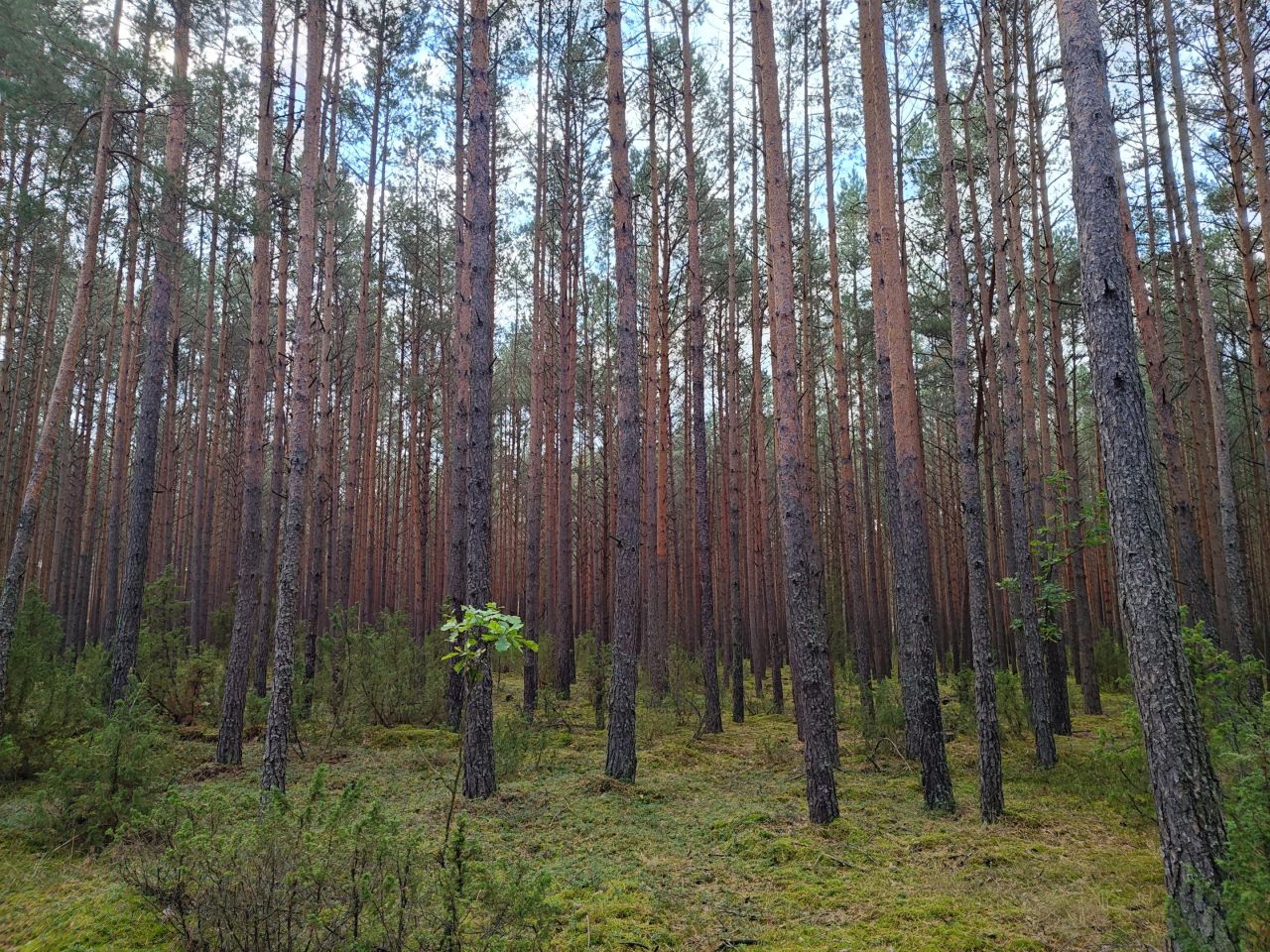 Działka leśna Lipniak-Majorat. Zdjęcie 9