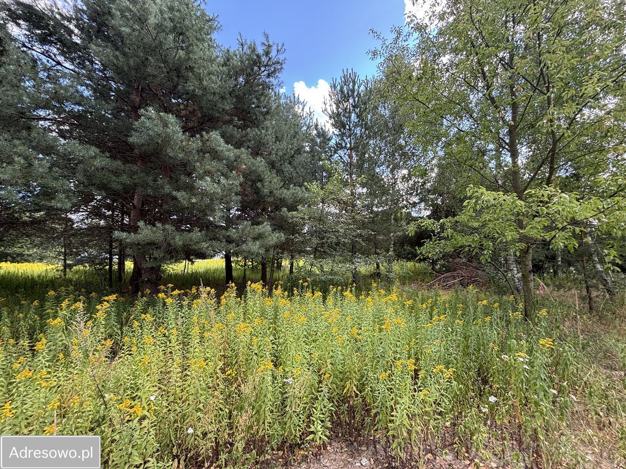 Działka budowlana Miłoszyce, ul. Azaliowa. Zdjęcie 7