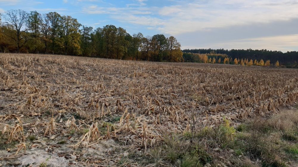 Działka budowlana Dobromierz. Zdjęcie 2