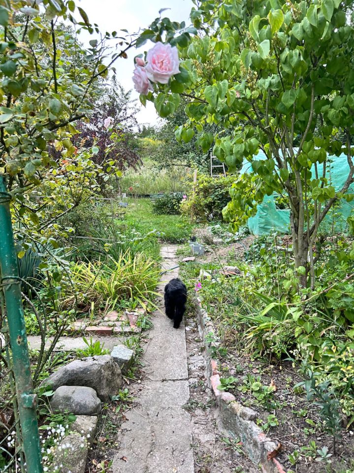 Działka rod Szczecin Bukowo, ul. Orna. Zdjęcie 8