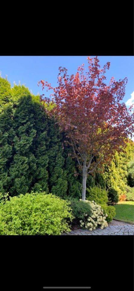 dom wolnostojący Świebodzice. Zdjęcie 3