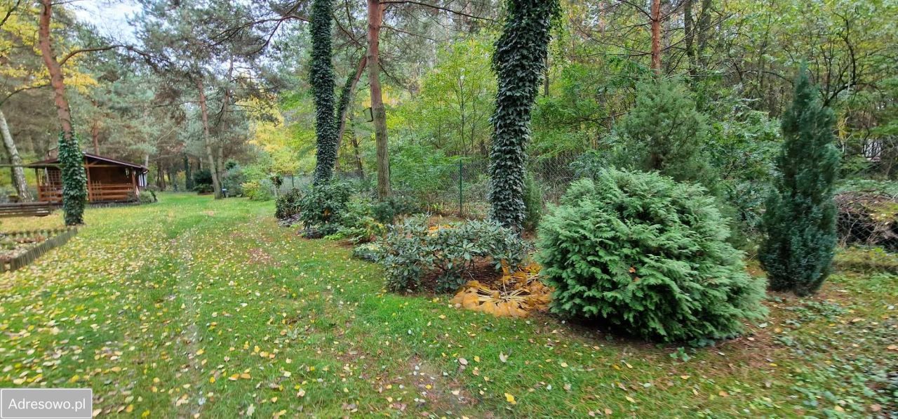 Działka leśna Kolonia Głowa. Zdjęcie 6