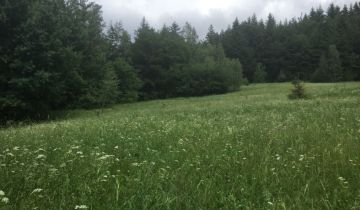 Działka leśna Pewel Wielka