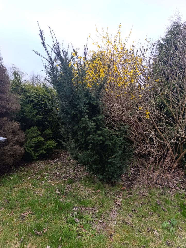 Działka rod Mysłowice Brzęczkowice, ul. Podgórska. Zdjęcie 14