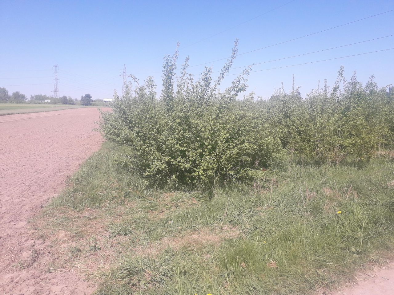 Działka rolno-budowlana Ponikiew Mała. Zdjęcie 6