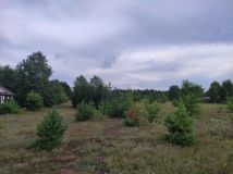 Działka rolno-budowlana Jacentów. Zdjęcie 1