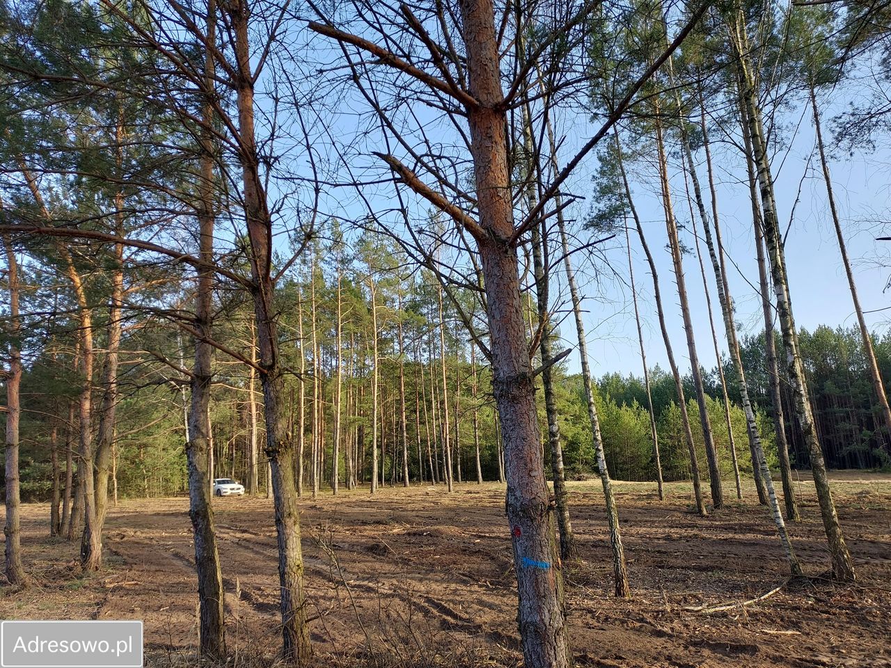 Działka rekreacyjna Rogóźno. Zdjęcie 12