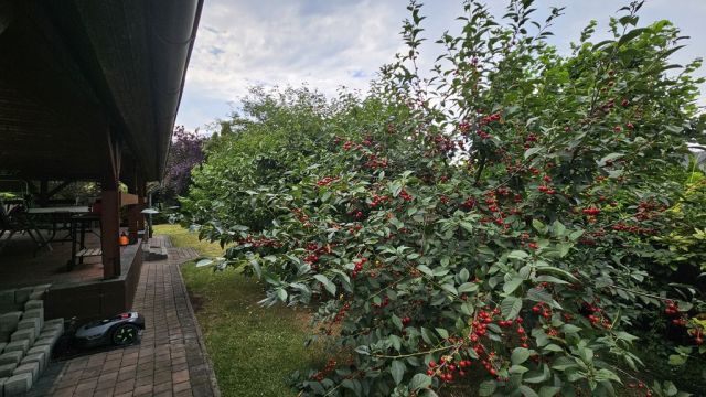 dom wolnostojący, 4 pokoje Opole Czarnowąsy, ul. Brzozowa. Zdjęcie 32