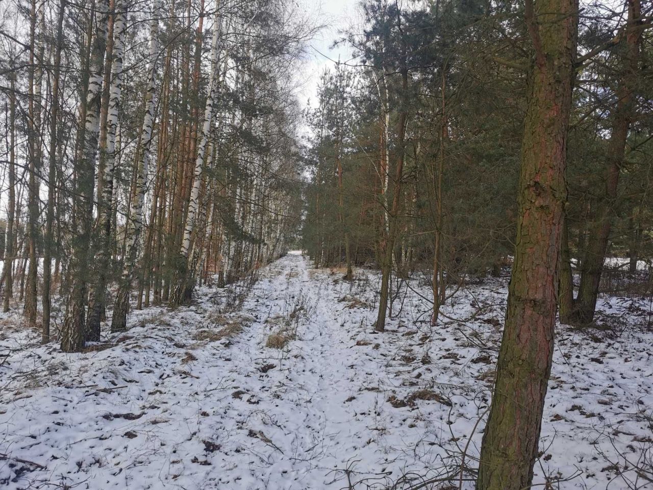 Działka leśna Nowy Jasieniec Iłżecki. Zdjęcie 7