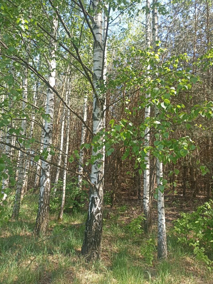 Działka leśna Krasowo-Częstki. Zdjęcie 3