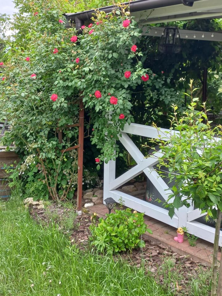 Działka rod Dys Bernatówka, ul. Bernatówka. Zdjęcie 20