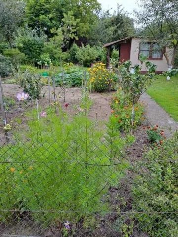 Działka rod Lubin. Zdjęcie 1