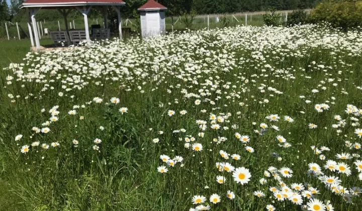 Działka rekreacyjna Marwice