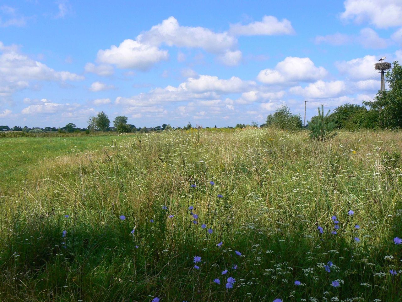 Działka budowlana Dorohusk, ul. Kościelna. Zdjęcie 6