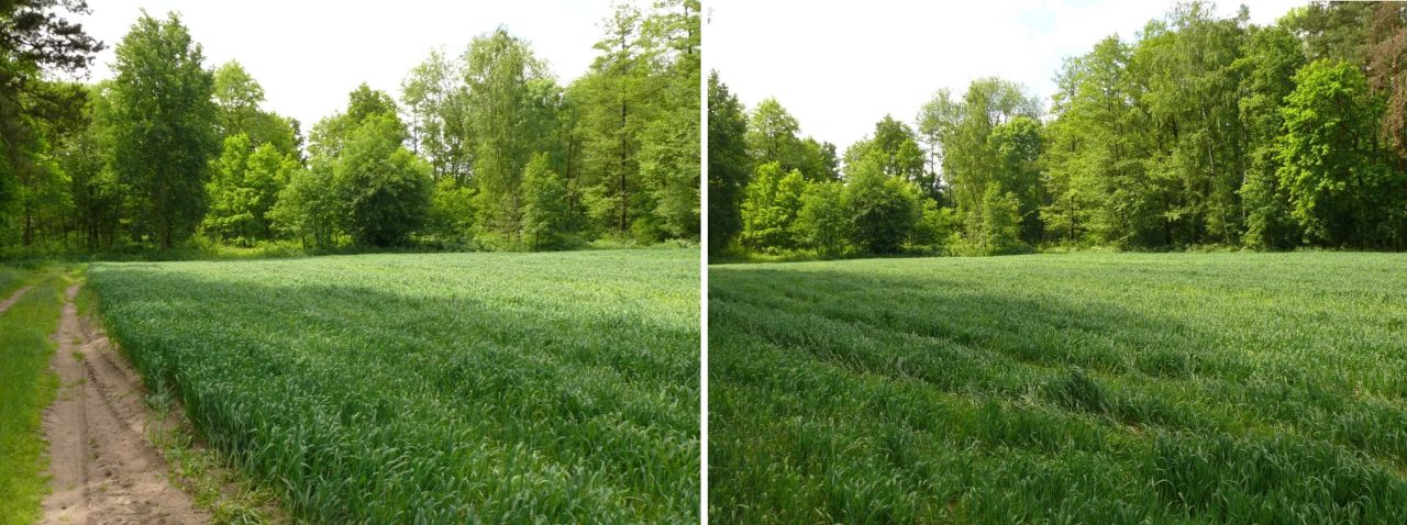 Działka rekreacyjna Złota. Zdjęcie 3