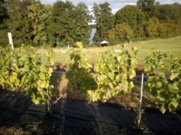 Działka rolno-budowlana Tchórzno. Zdjęcie 5