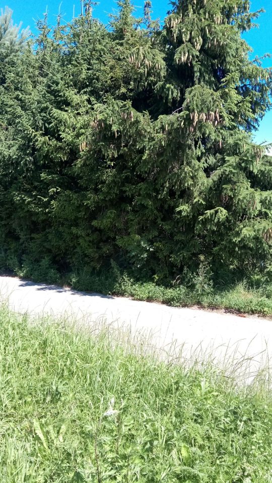 Działka rolno-budowlana Barbarka. Zdjęcie 2