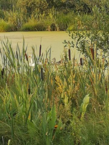 Działka budowlana Wola Korybutowa Druga. Zdjęcie 4