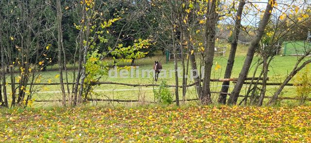 Działka budowlana Srogów Dolny. Zdjęcie 3