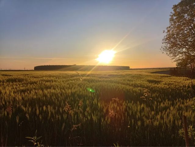 Działka rod Pyskowice, ul. Wrzosowa. Zdjęcie 8