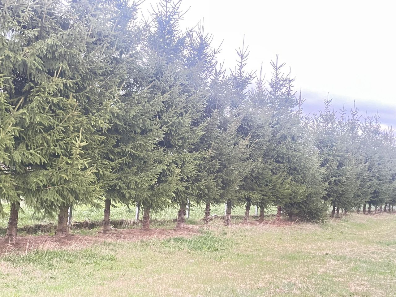 Działka budowlana Całowanie. Zdjęcie 5