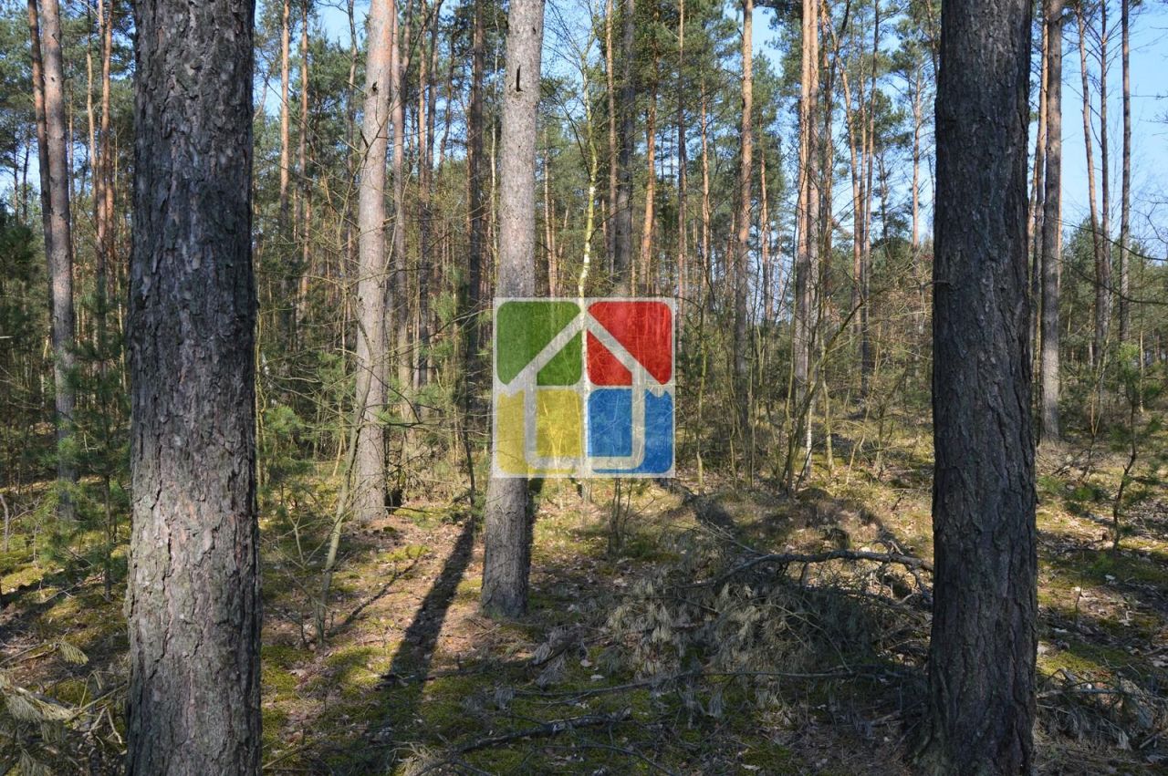 Działka leśna Kiełpieniec Mniszek. Zdjęcie 8