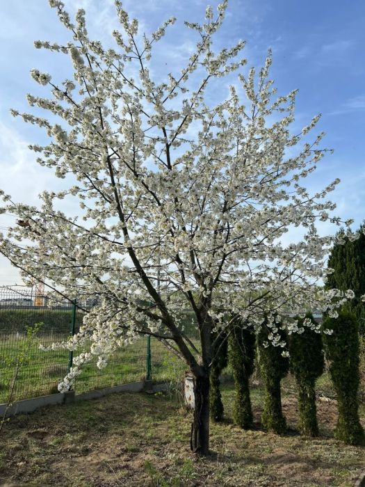 Działka rod Gdańsk Jasień, al. Aleja Pawła Adamowicza. Zdjęcie 6