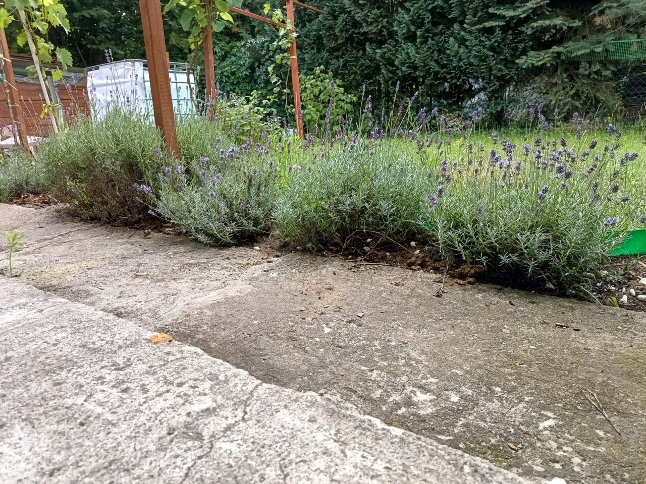 Działka rod Kamieniec Wrocławski, ul. Działkowa. Zdjęcie 18