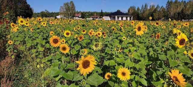 Działka budowlana Nowa Dębowa Wola. Zdjęcie 3