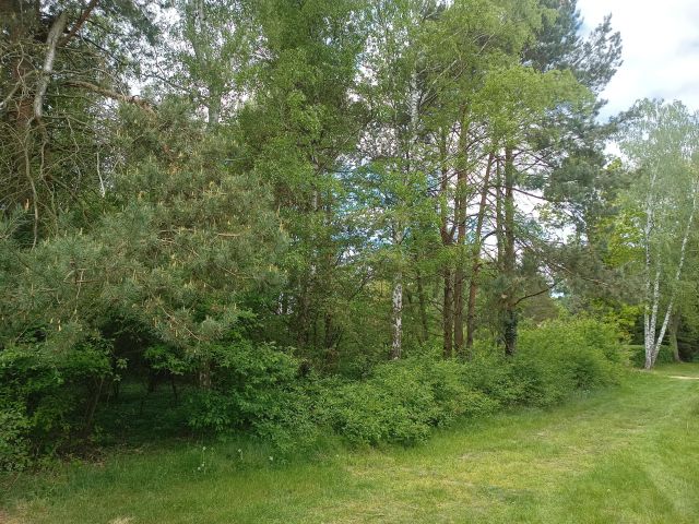 Działka budowlana Tomczyce. Zdjęcie 1