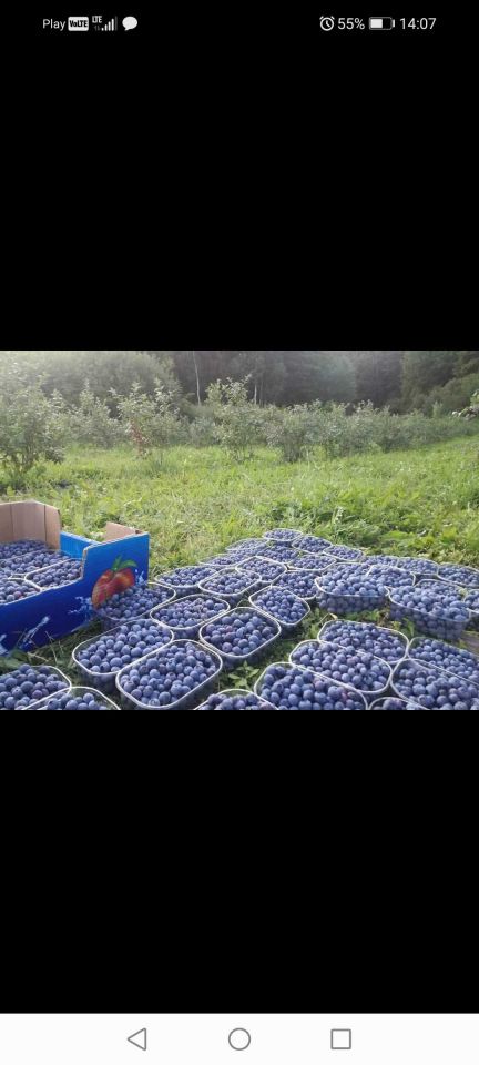 Działka rolna Blanki. Zdjęcie 2