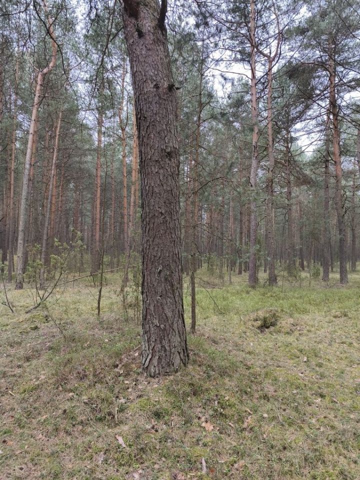 Działka leśna Kotowice. Zdjęcie 7