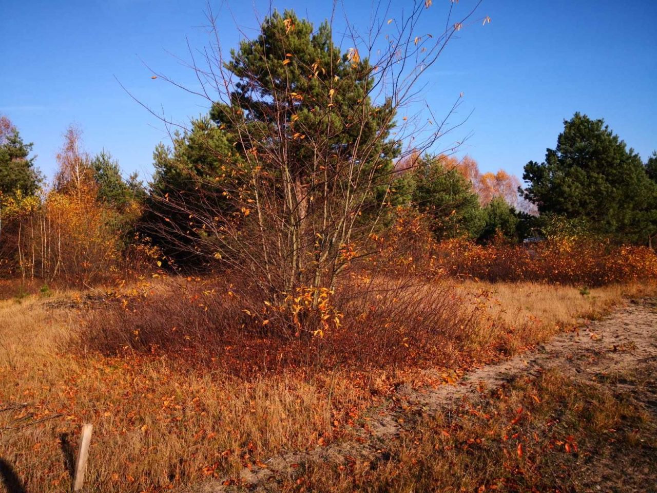 Działka budowlana Białe. Zdjęcie 5